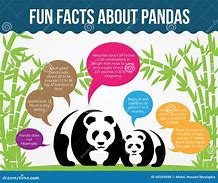 Image result for Giant Panda Bear Facts