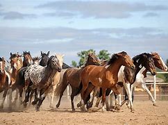 Image result for 2 Horses