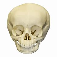 Image result for Toddler Skull