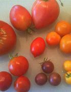 Image result for Types of Tomato