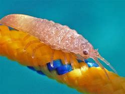 Image result for Isopod Bug