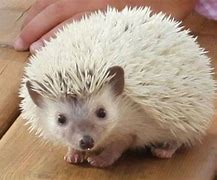 Image result for White Hedgehog