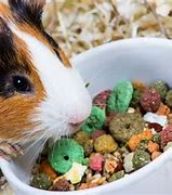 Image result for What Can Guinea Pigs Eat