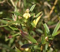 Image result for Stylo Plant
