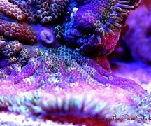 Image result for 360 GoPro Coral