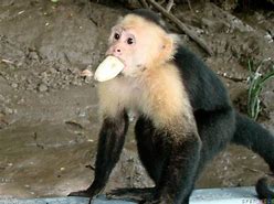 Image result for Funny Monkey with Banana