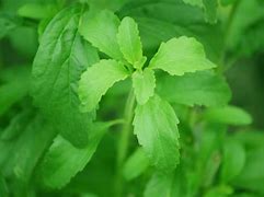 Image result for Sweet Leaf Stevia Powder