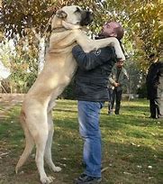 Image result for Biggest Turkish Kangal Dog