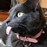 Image result for Cat with Tongue Out with iPhone 11
