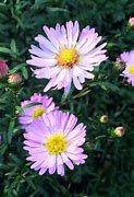 Image result for Aster Vasterival
