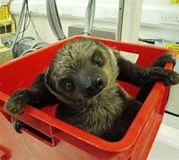 Image result for Baby Sid the Sloth