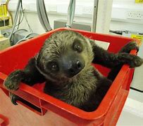 Image result for Baby Sid the Sloth