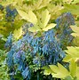 Image result for Corydalis calycosa