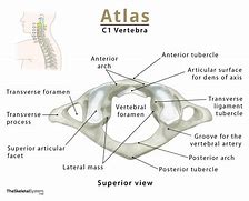 Image result for Atlas Spine