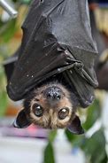 Image result for Bing Images Bats
