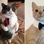 Image result for Cat in a Suit Meme
