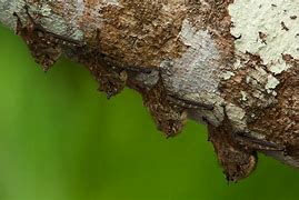 Image result for Long-Nosed Bat Ecuador