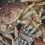 Image result for Pebble Crab