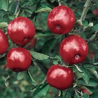 Image result for Winesap Apple Orchards