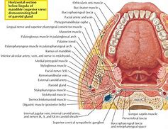 Image result for Upper Jaw Anatomy