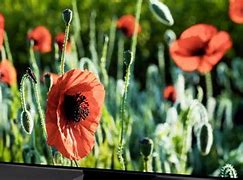 Image result for Sony 55-Inch TV