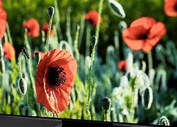 Image result for Sony 55-Inch TV