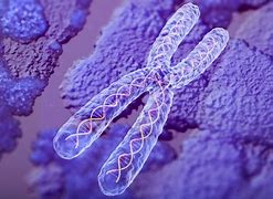 Image result for Chromosome Conformation