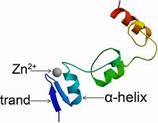 Image result for Zinc Hook Protein