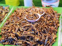 Image result for Cricket Food and Water