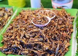 Image result for Canned Fried Crickets