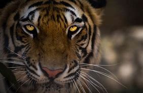 Image result for The Champawat Tiger Wallpaper