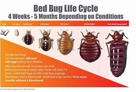 Image result for How Long Can Bed Bugs Live without Food