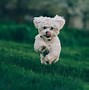 Image result for Small Dog Breeds with Curly Fur