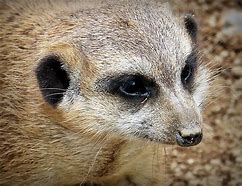 Image result for Small Wild Animals