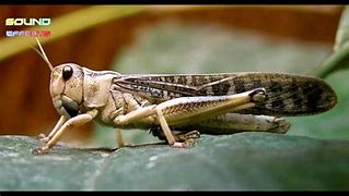 Image result for The Sound of Crickets Chirping