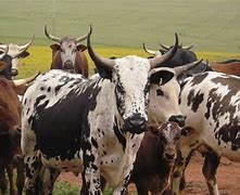 Image result for African Cattle