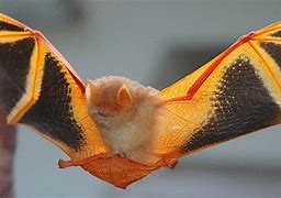 Image result for Panted Bats