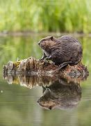 Image result for Canadian Beaver