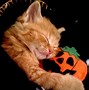 Image result for Happy Cat Plush Meme