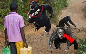 Image result for Apes Attack Humans