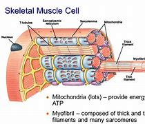 Image result for Muscle Cell Structure