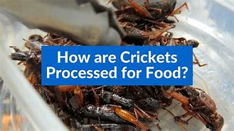 Image result for Ground Cricket Insect