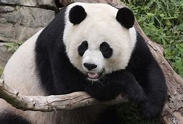 Image result for Big Panda Picture