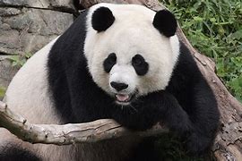 Image result for Giant panda Le Le