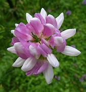 Image result for coronilla_varia