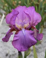 Image result for Iris germanica amethyst flame