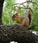 Image result for Squirrel Back in Tree