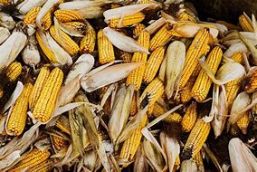 Image result for Big Corn Pile