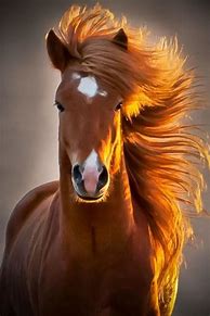 Image result for Horse Phone Wallpaper