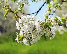 Image result for Prunus avium Schneiders Späte Knorpelkirsche